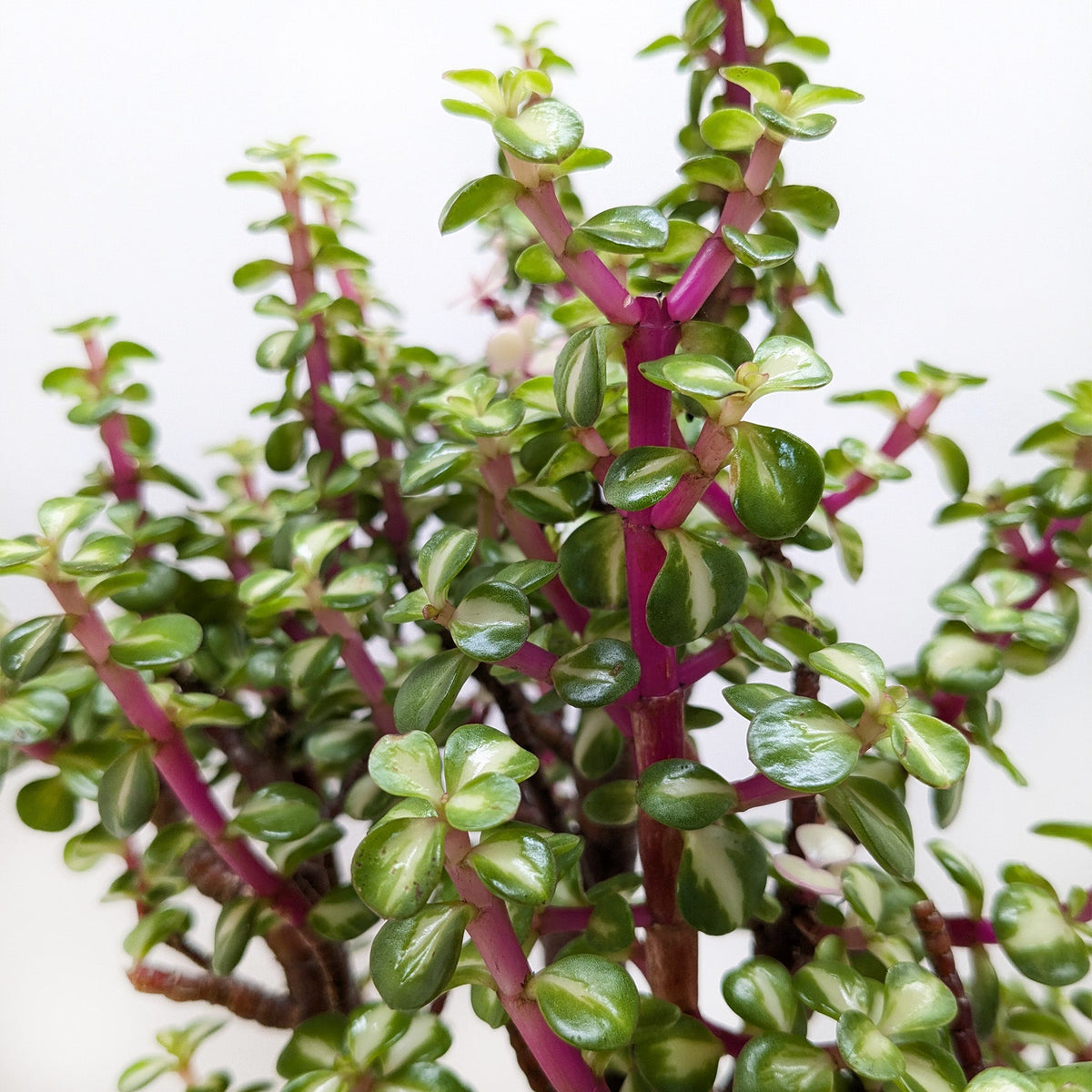 Bonsai Jade Dwarf Rainbow