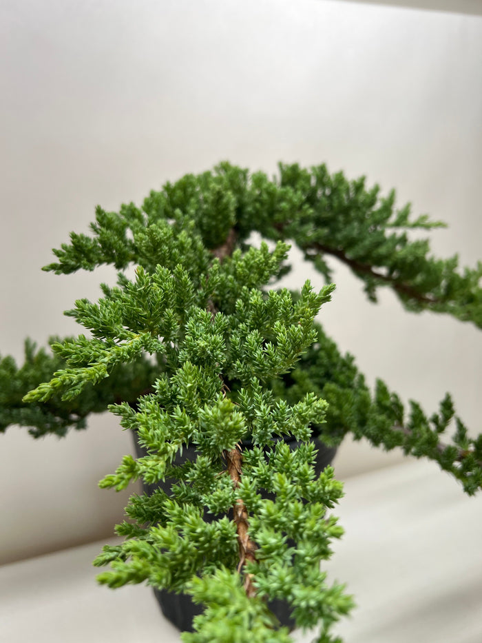 Bonsai Juniper