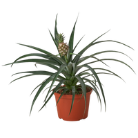 Bromeliad 'Yellow Pineapple' - 6" Pot