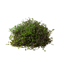 Calasia Repens