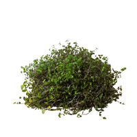 Calasia Repens