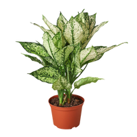 Chinese Evergreen 'First Diamond'