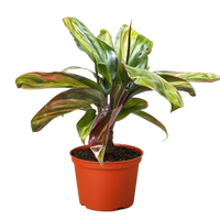 Cordyline Willies Gold