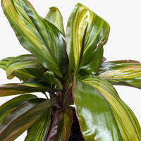 Cordyline Willies Gold