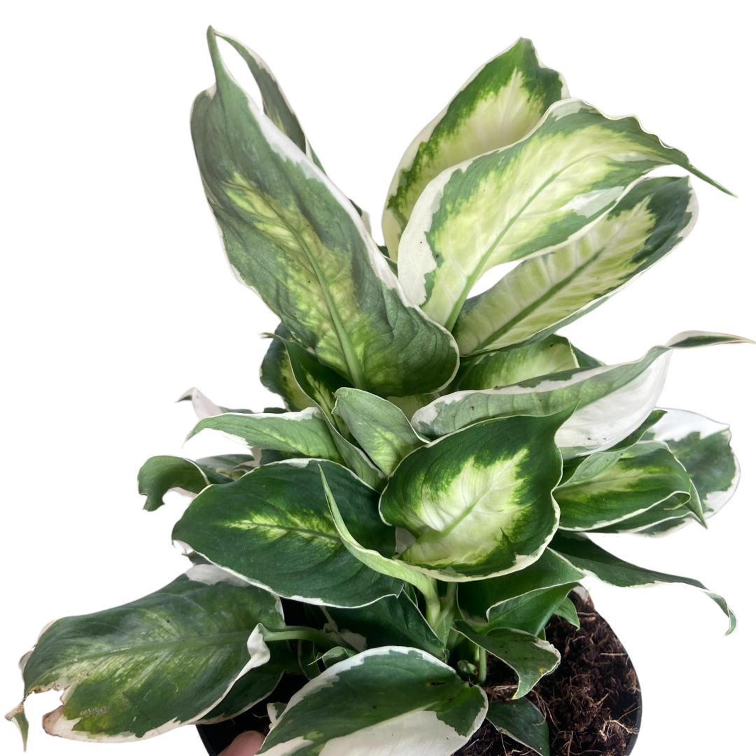 dieffenbachia silver Dieffenbachia Cool Beauty