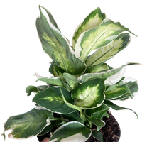 Dieffenbachia 'Cool Beauty'