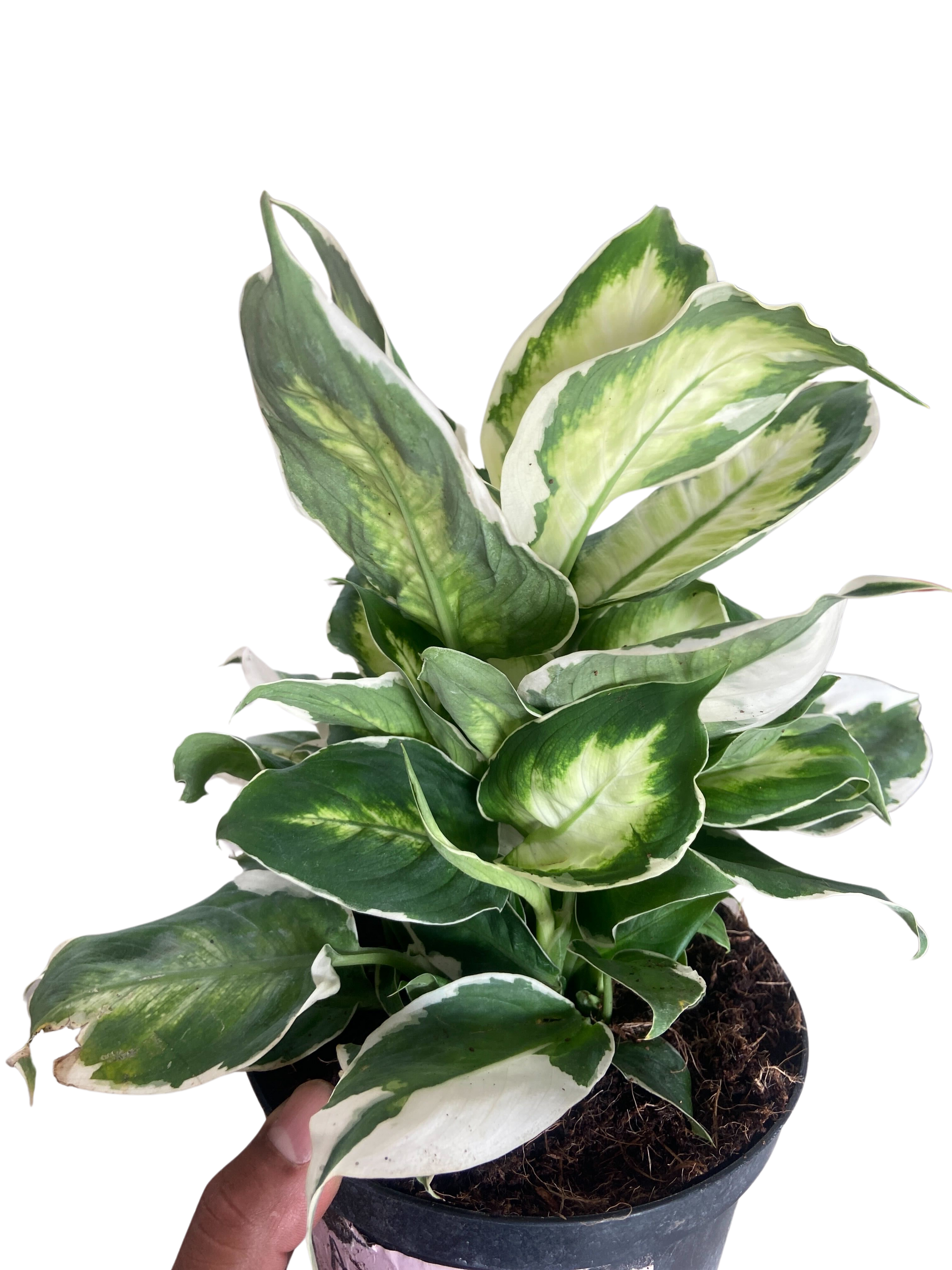 silver dieffenbachia Dieffenbachia Cool Beauty