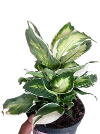 Dieffenbachia 'Cool Beauty'