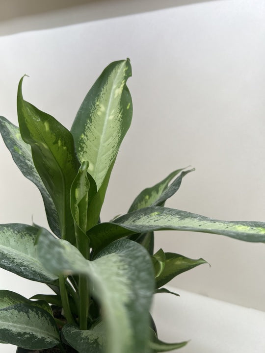 spotted dieffenbachia Dieffenbachia Panther
