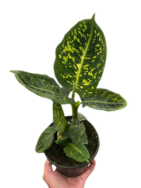Dieffenbachia 'Reflector'
