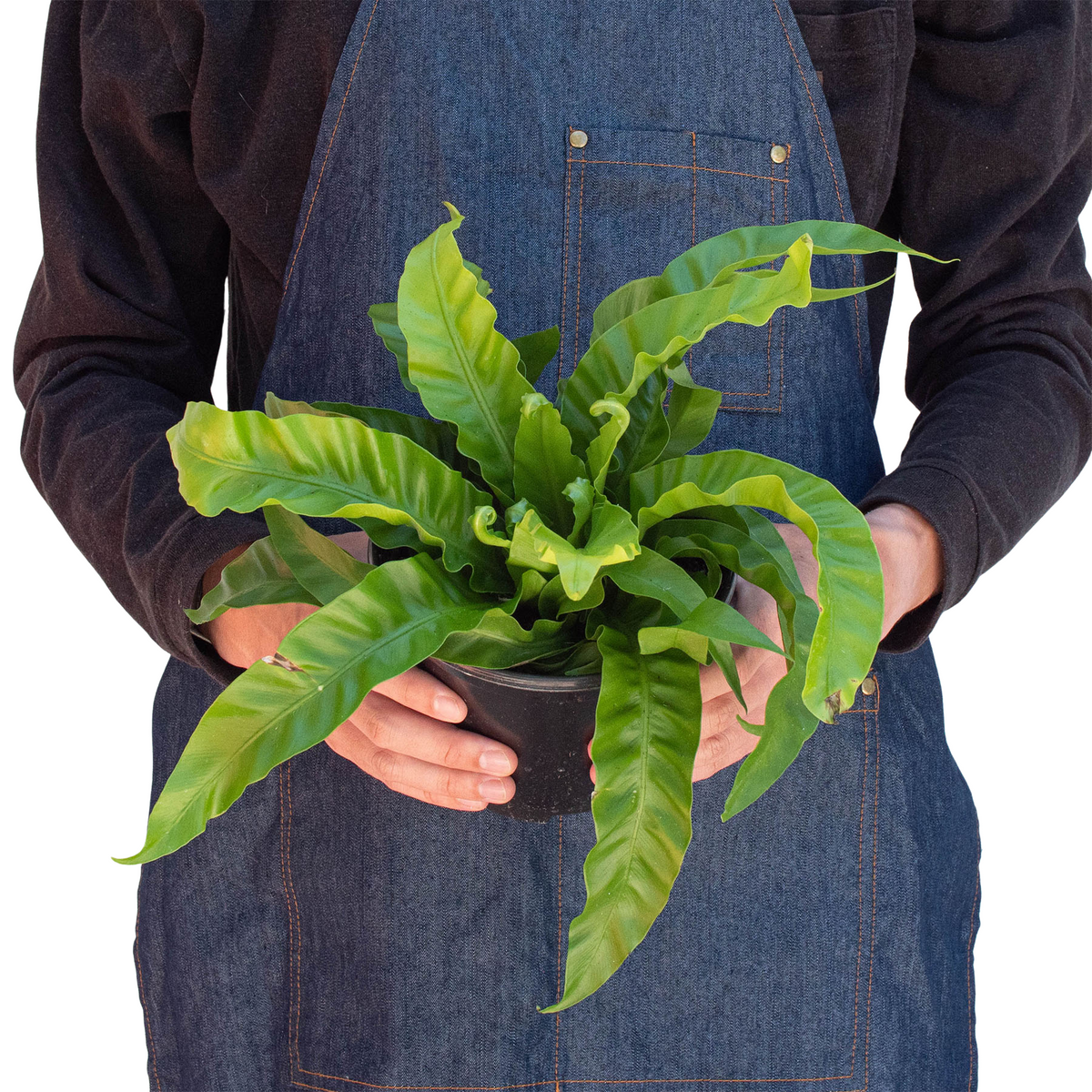 ruffled birds nest fern Bird's Nest Hurricane Fern