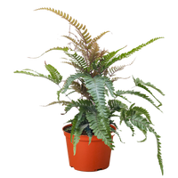 Fern 'Tricolor Pteris'