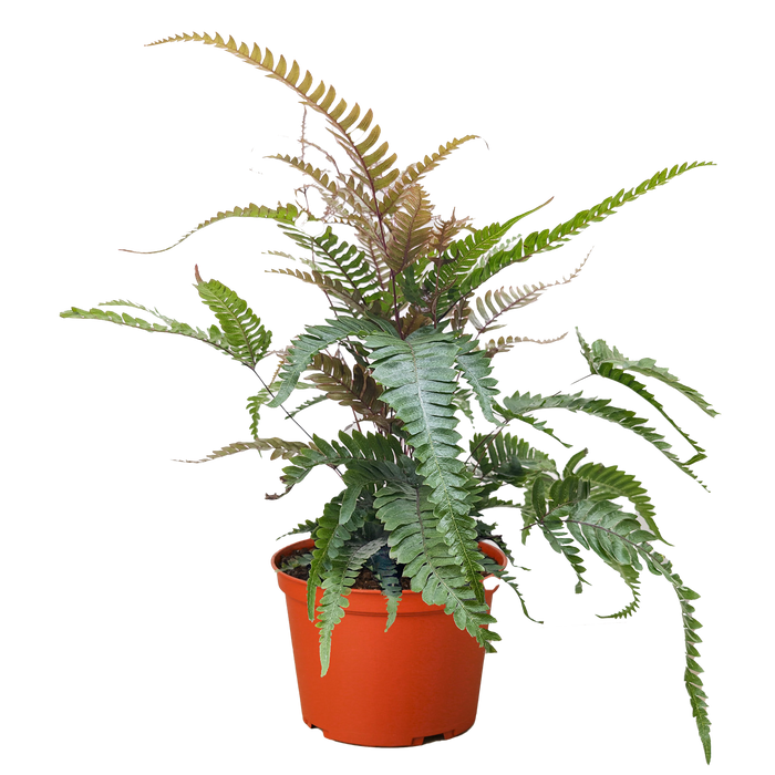 Fern 'Tricolor Pteris'