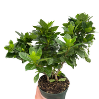 Gardenia 'Bush'