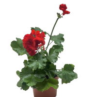 Geranium Red
