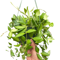 Hoya 'Burtoniae'