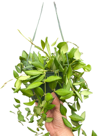 Hoya 'Burtoniae'