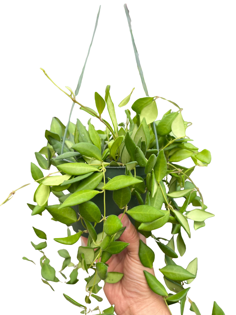Hoya 'Burtoniae'