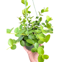 Hoya Cumingiana