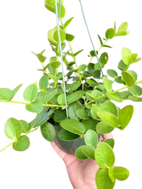 Hoya Cumingiana