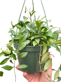 Hoya 'Lacunosa'