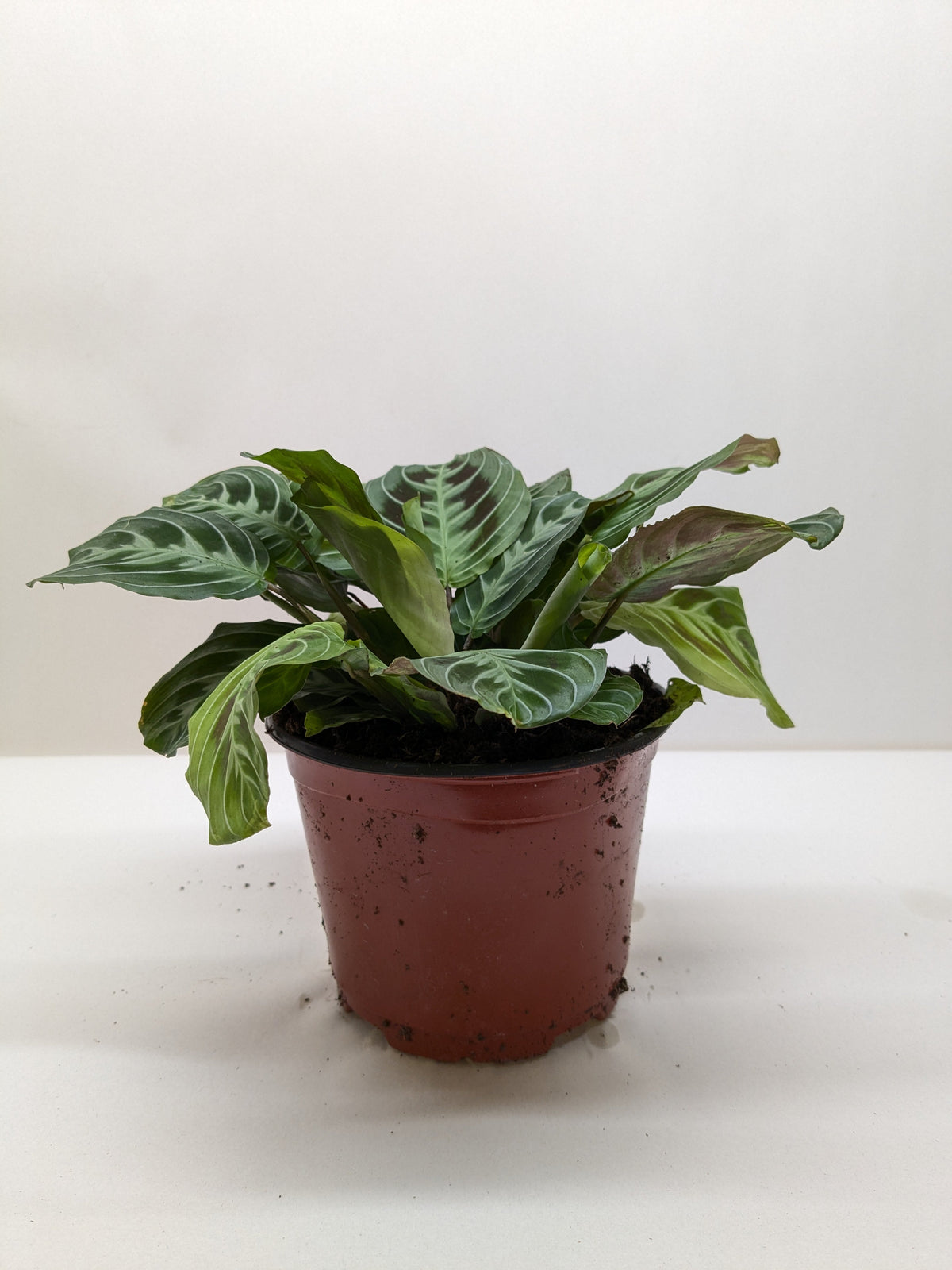 Maranta Black