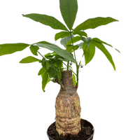 Money Tree 'Guiana Chestnut' Pachira Stump