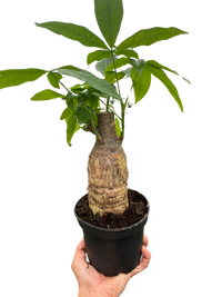 Money Tree 'Guiana Chestnut' Pachira Stump