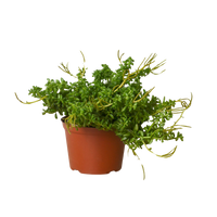 Peperomia 'Axillaris'