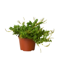 Peperomia 'Axillaris'