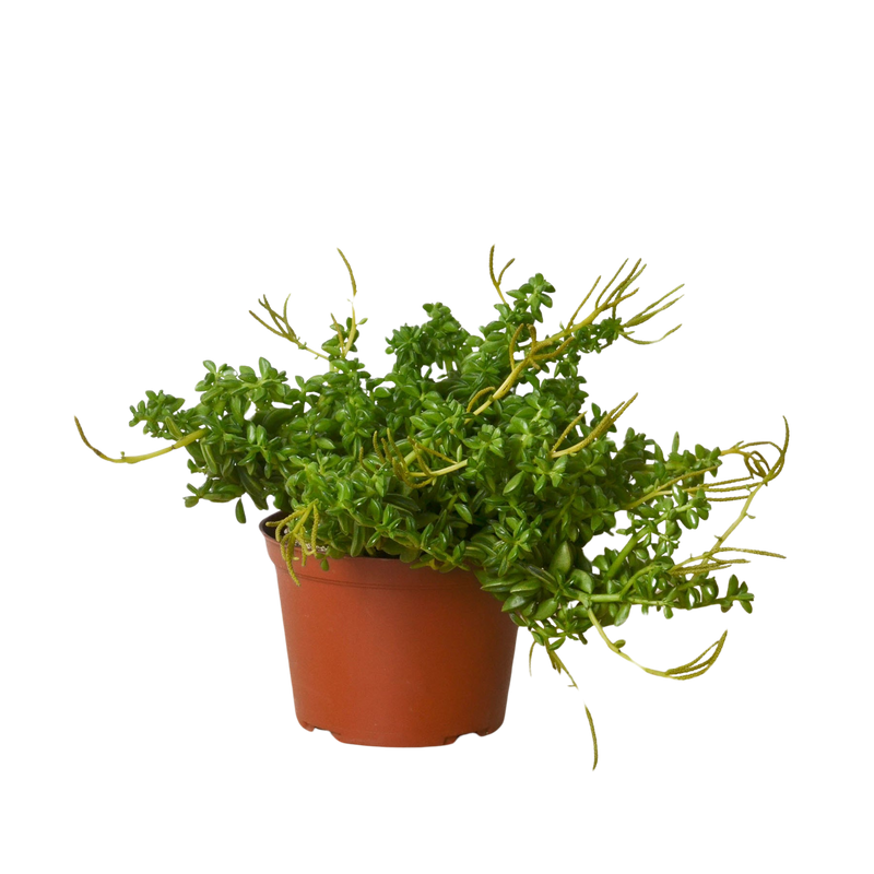 Peperomia 'Axillaris'