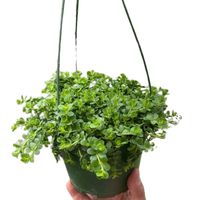 Peperomia Deppeana