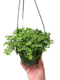 Peperomia Deppeana