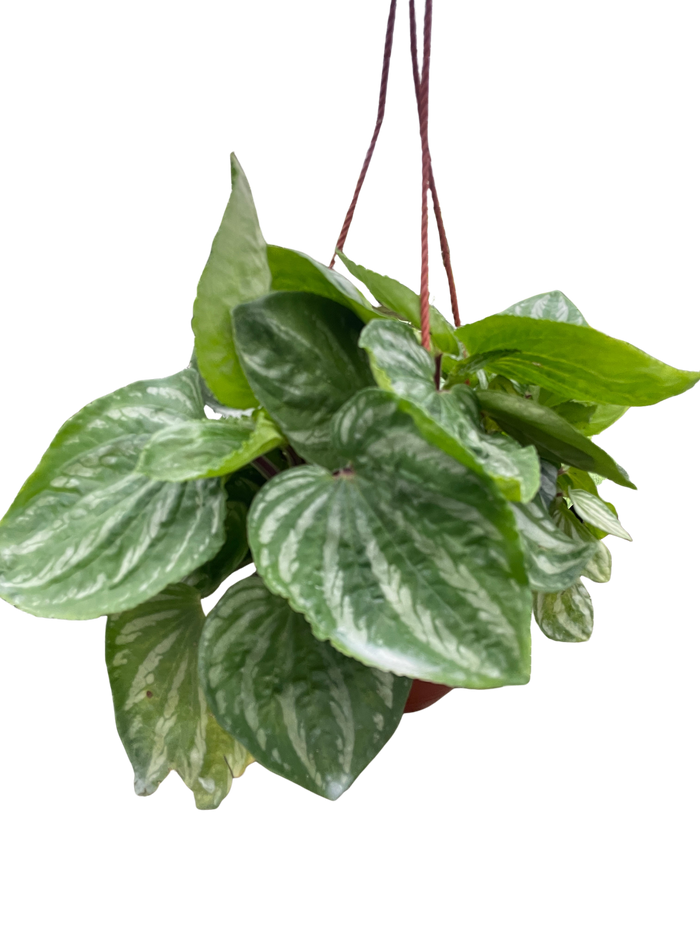 Peperomia Ecuador