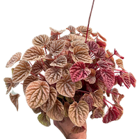 Peperomia 'Quito'