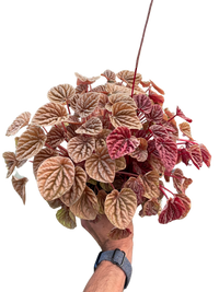 Peperomia 'Quito'