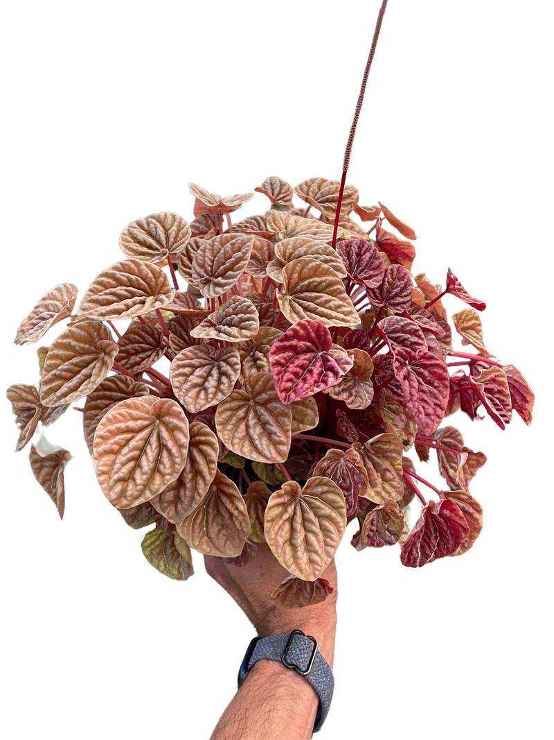 Peperomia 'Quito'