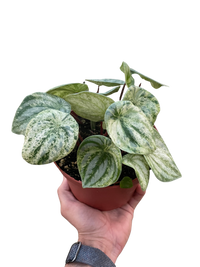 Peperomia 'Watermelon Variegated'