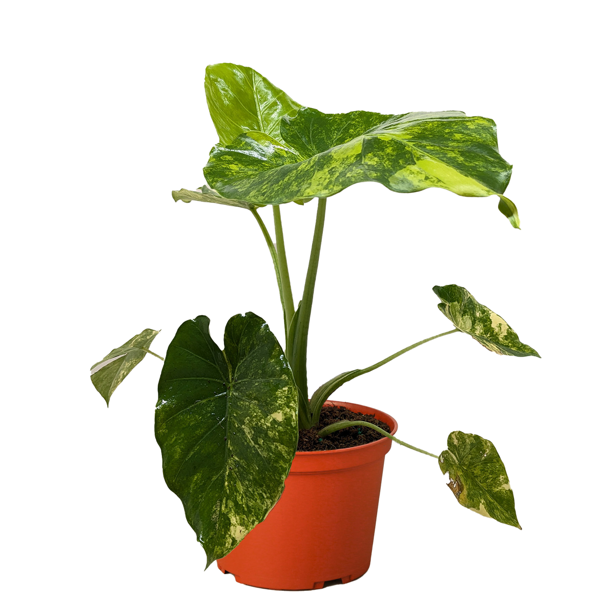 Philodendron Burle Marx Albo with green leaves splashed with white variegation