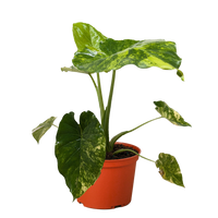 Philodendron Burle Marx Albo with green leaves splashed with white variegation