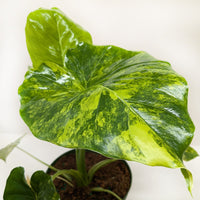 Philodendron Burle Marx Albo with green leaves splashed with white variegation