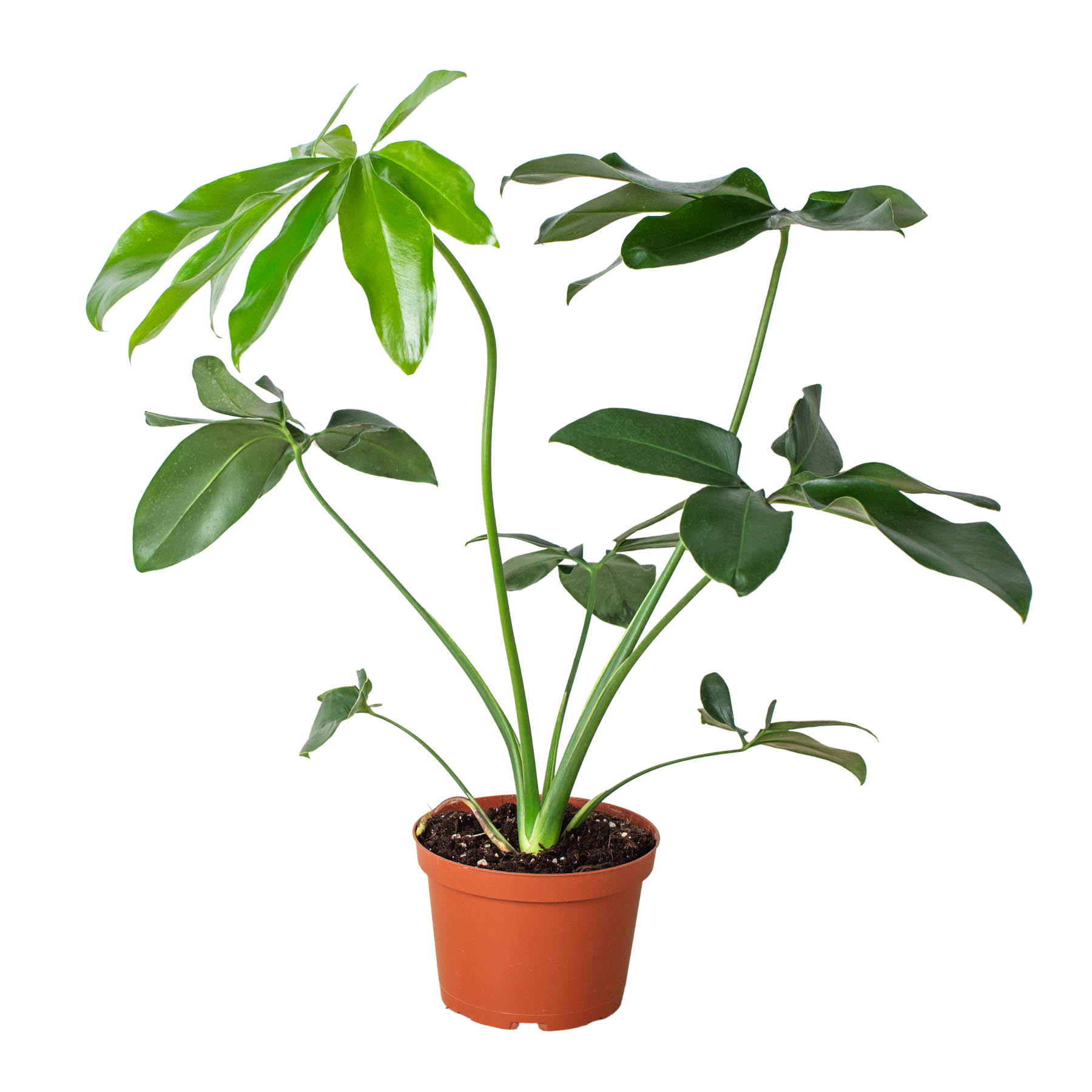 philodendron fingers Philodendron Goeldii