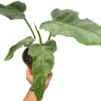 fenestrated philodendron Philodendron 'Golden Dragon'