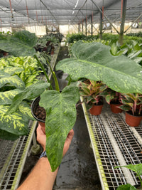 fenestrated philodendron Philodendron Golden Dragon