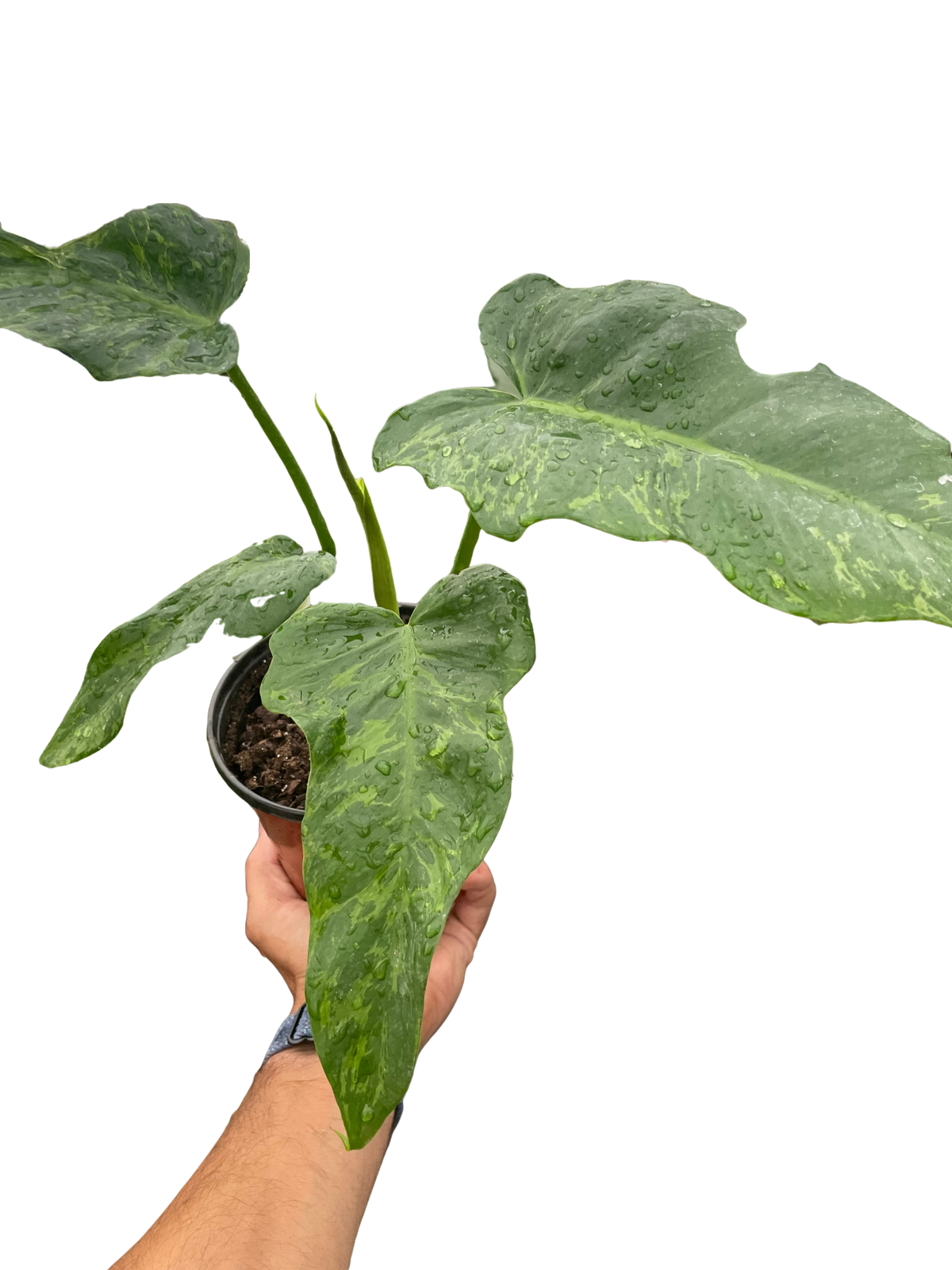 philodendron with fenestration Philodendron 'Golden Dragon'