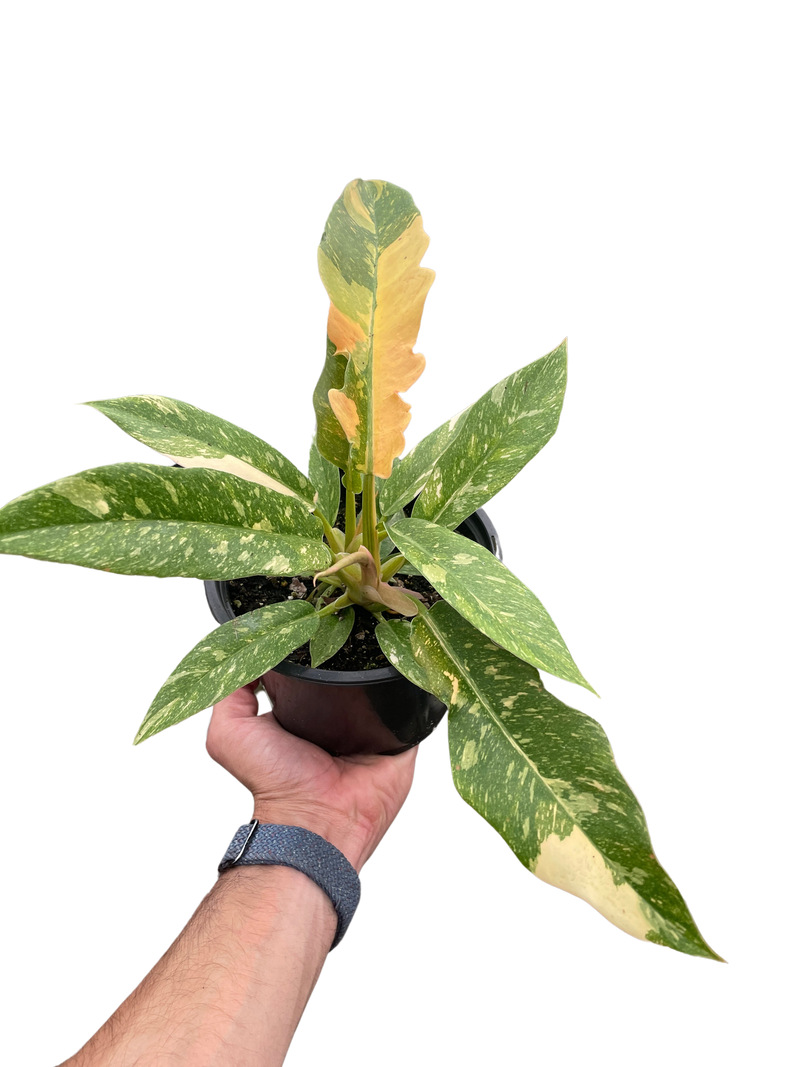 Philodendron Ring of Fire Variegated