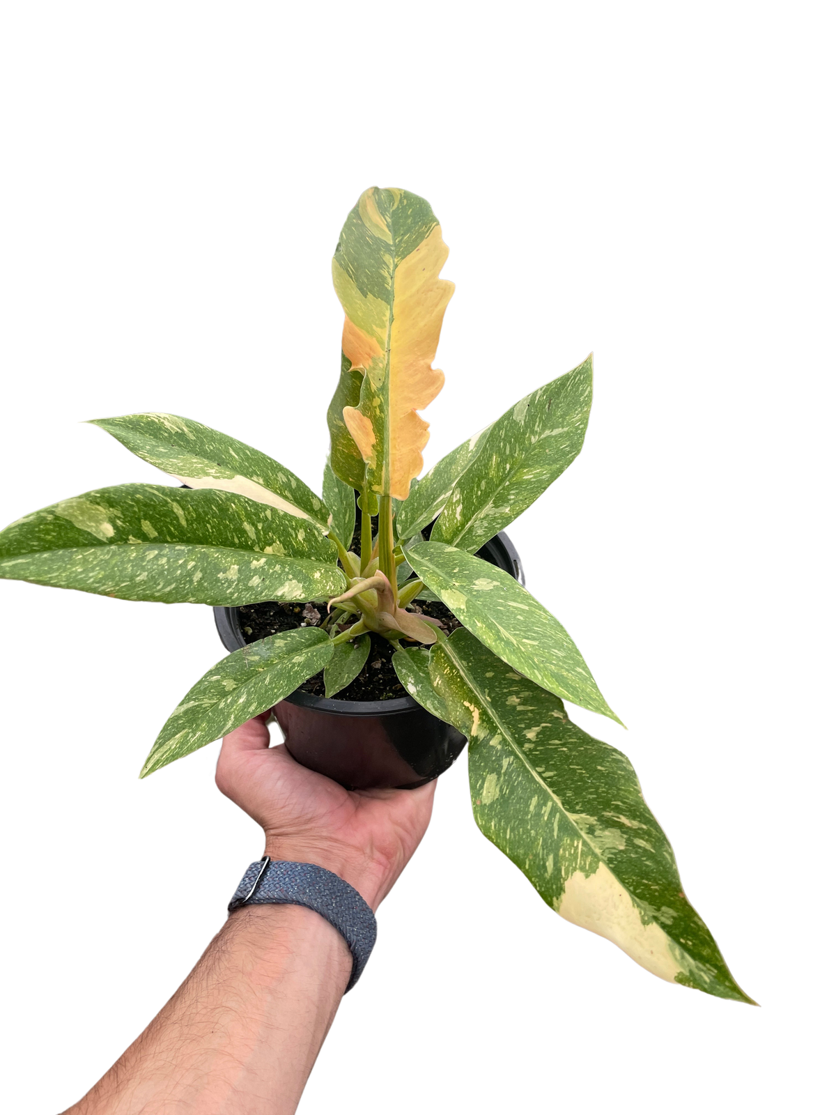 Philodendron Ring of Fire Variegated