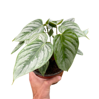 philodendron sodiroi for sale Philodendron 'Sodiroi'