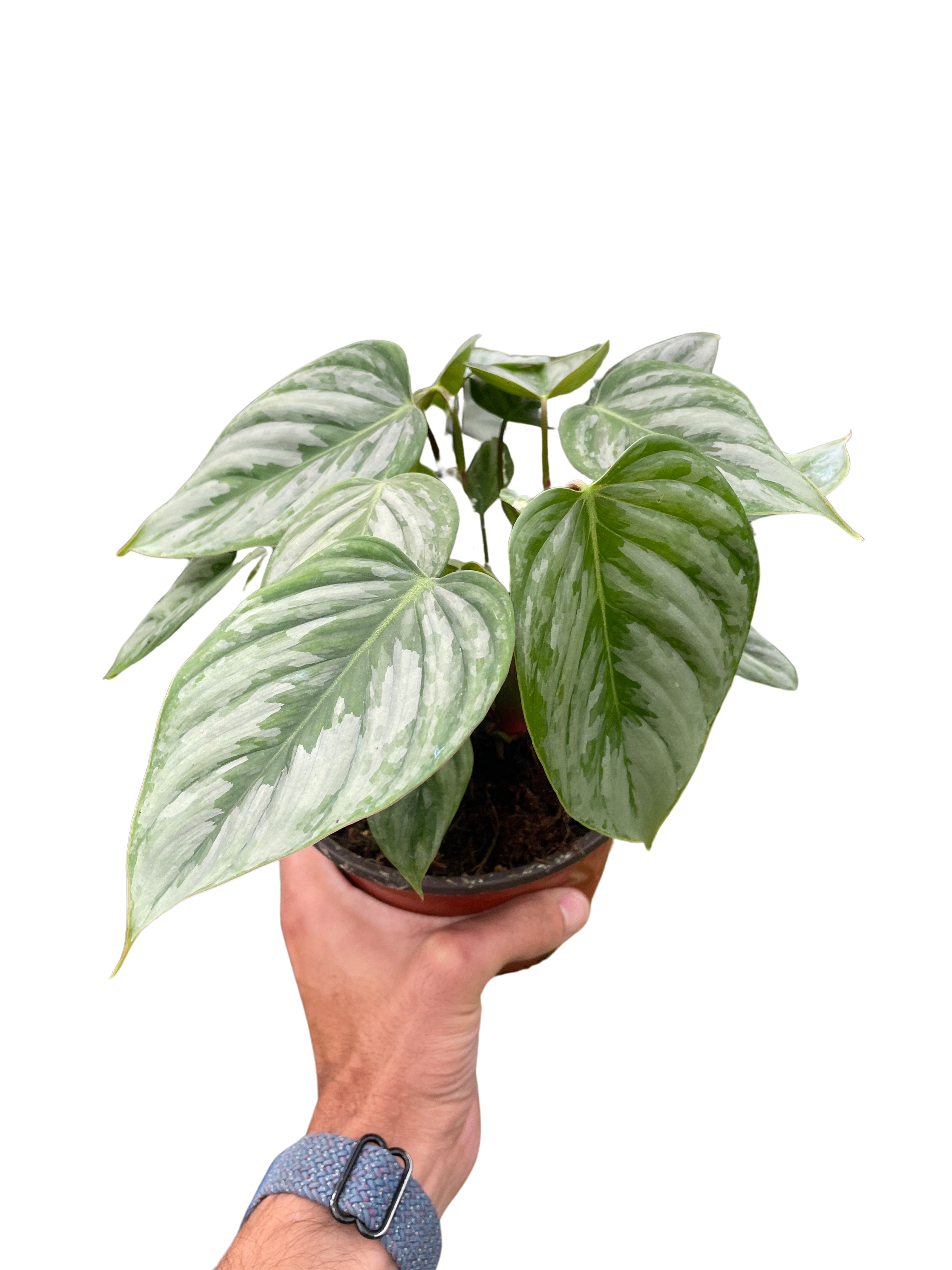 philodendron sodiroi for sale Philodendron 'Sodiroi'