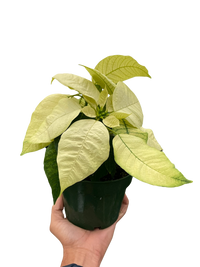 Poinsettia 'White'